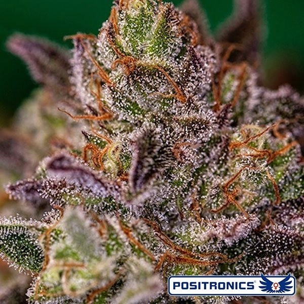 Purple Cherry de Positronics en GB Lleida