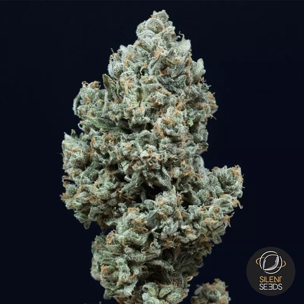 Critical + 2.0 Autoflowering de Silent Seeds en GB Lleida
