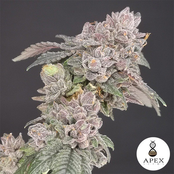 Biscotti de Apex Seeds en GB Lleida