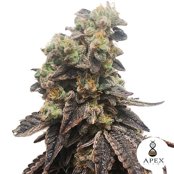 Wedding Crasher Apex Seeds de Apex Seeds en GB Lleida