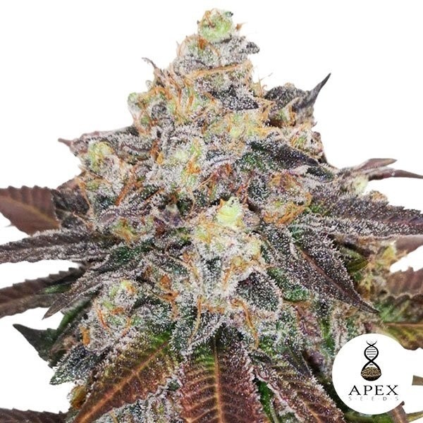 Auto Critical Sorbet XXL de Apex Seeds en GB Lleida