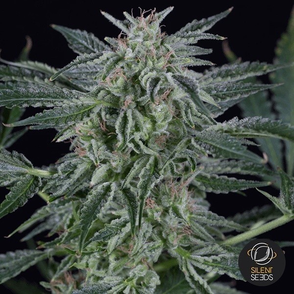 Critical Jack Autoflowering de Silent Seeds en GB Lleida