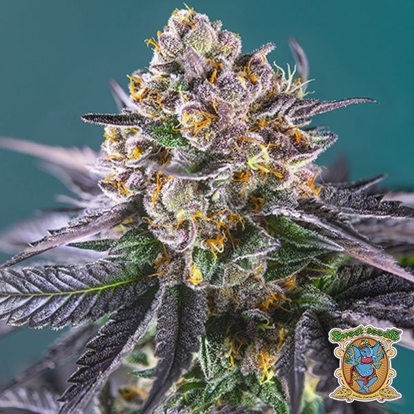 Red Strawberry Banana Auto de Sweet Seeds en GB Lleida