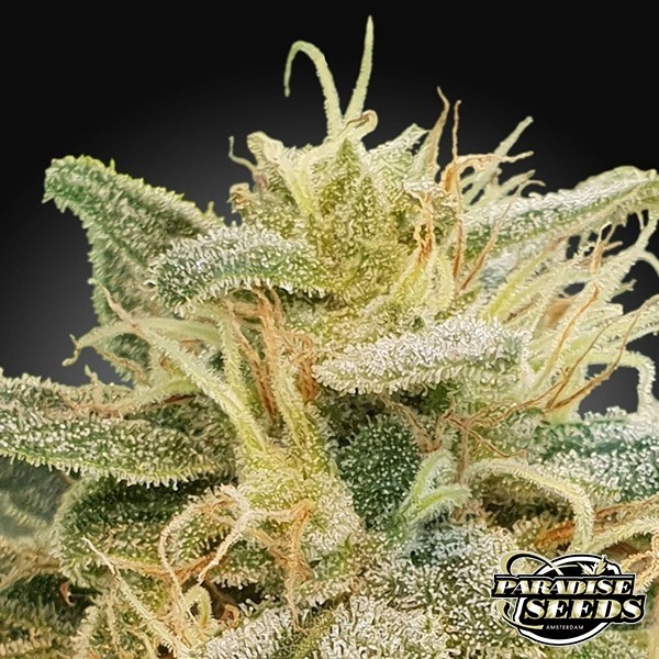 CBDrelief de Paradise Seeds en GB Lleida