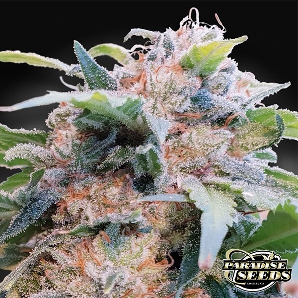 CBDream de Paradise Seeds en GB Lleida