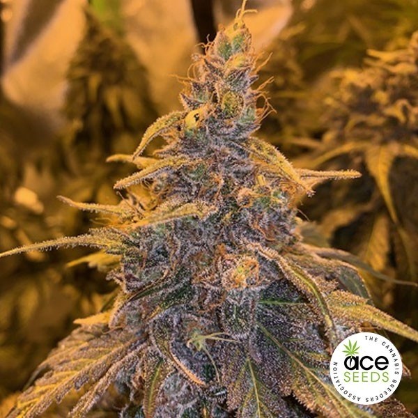 HashPlant Haze x Kali China de Ace Seeds en GB Lleida