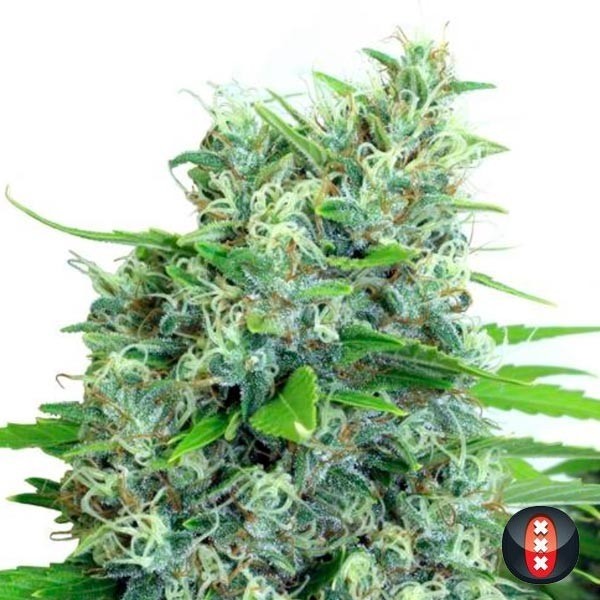 Kali Bubba de Serious Seeds en GB Lleida