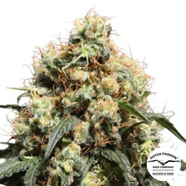 Bruce Lemon Diesel de Dutch Passion · Semillas feminizadas GB Strains en GB Lleida (Lleida)