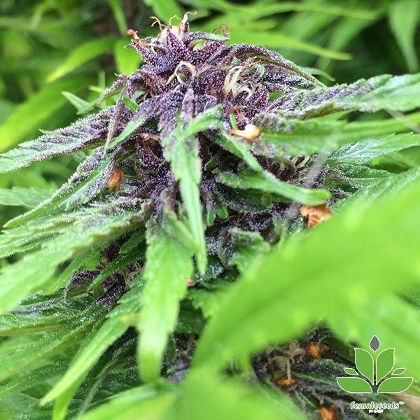 Purple Maroc de Female Seeds en GB Lleida