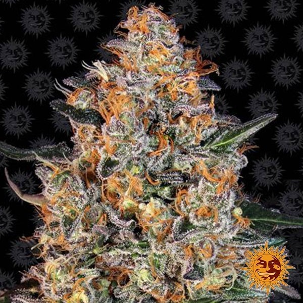 Bubba Kush Barney's Farm de Barney's Farm en GB Lleida