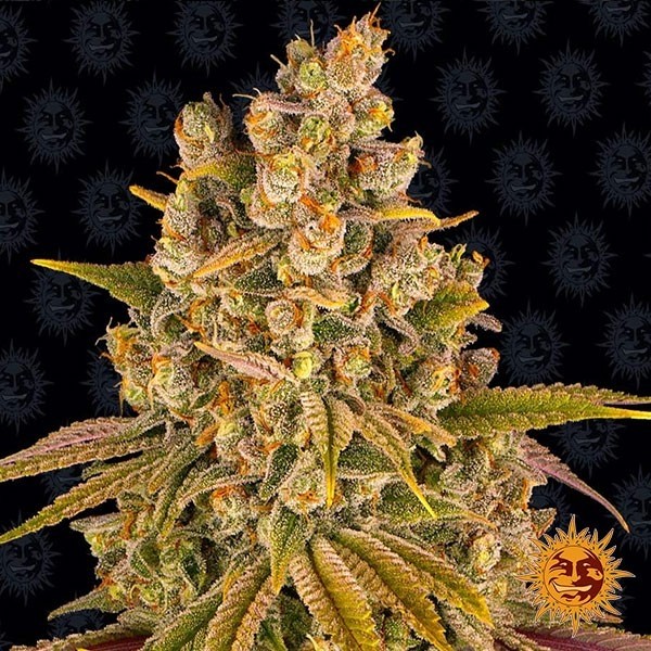 Lemon Tree de Barney's Farm en GB Lleida