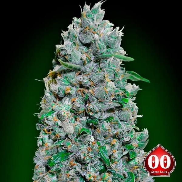 Auto Afghan Mass XXL de 00 Seeds en GB Lleida