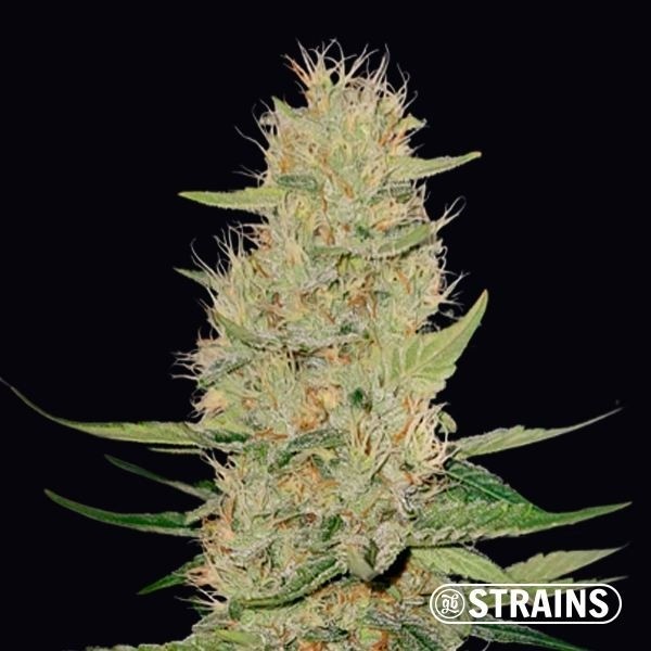 Auto Unicorn Poop de GB Strains en GB Lleida