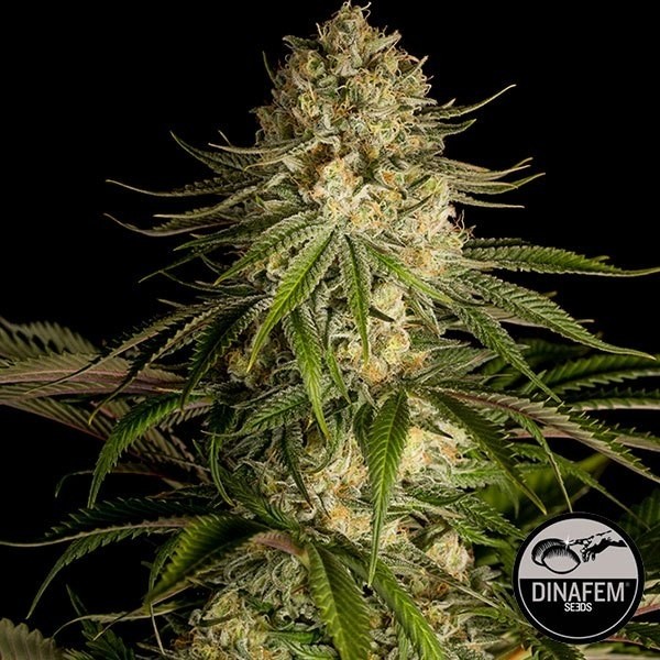 Critical Kush Silent Seeds de Silent Seeds en GB Lleida