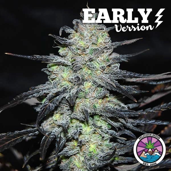 Golosa Early Version de Delicious Seeds en GB Lleida