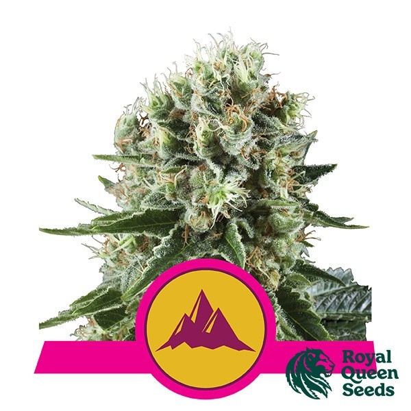 Critical Kush Royal Queen Seeds de Royal Queen en GB Lleida