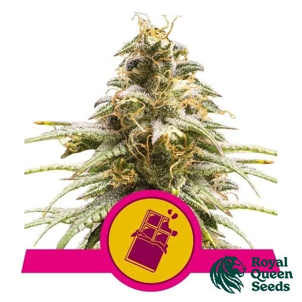 Chocolate Haze de Royal Queen en GB Lleida