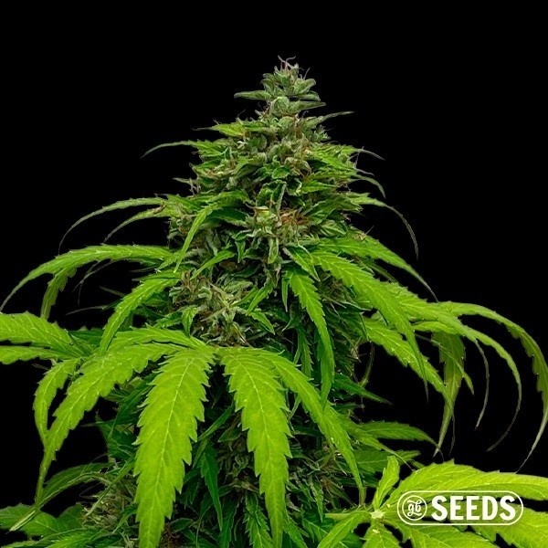 Auto White CBG de GB Seeds en GB Lleida