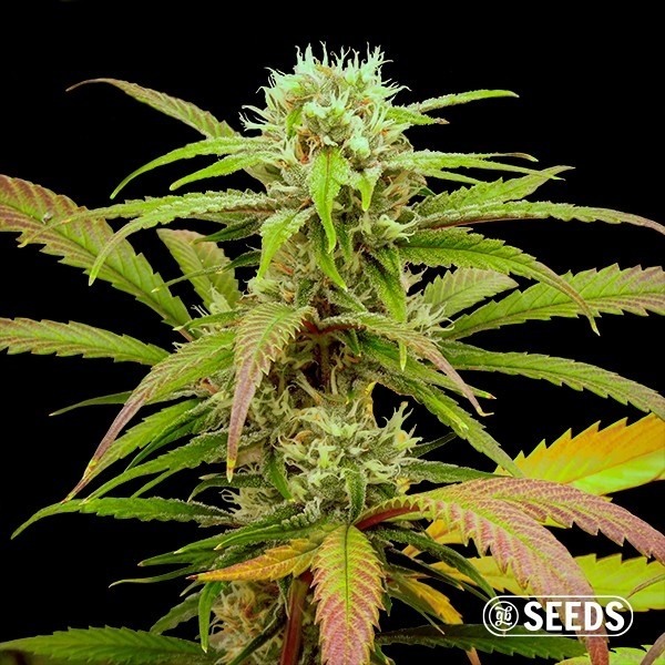 Critical Fast CBG de GB Seeds en GB Lleida
