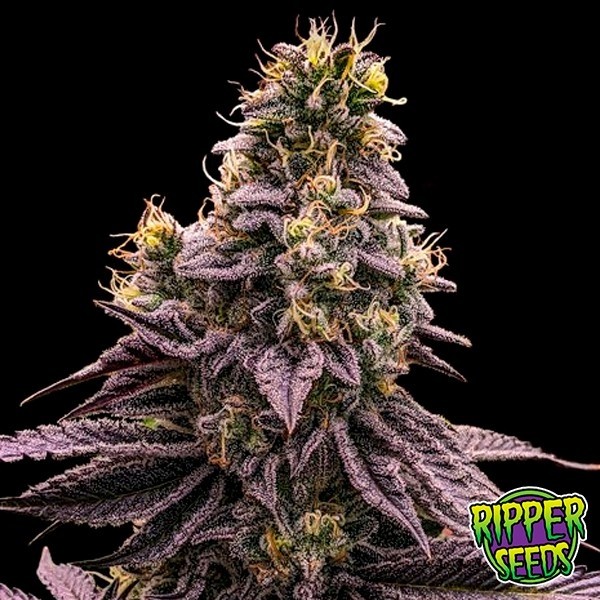 Zombie Bride de Ripper Seeds en GB Lleida