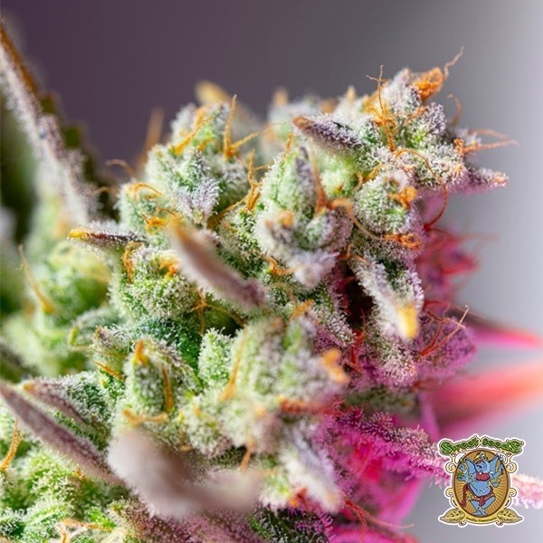 Sweet Mimosa XL Auto de Sweet Seeds en GB Lleida