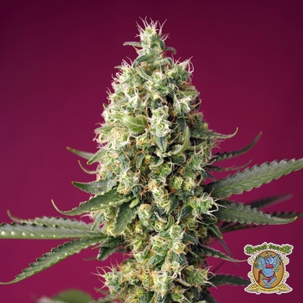 Skywalker OG Runtz XL Auto de Sweet Seeds en GB Lleida