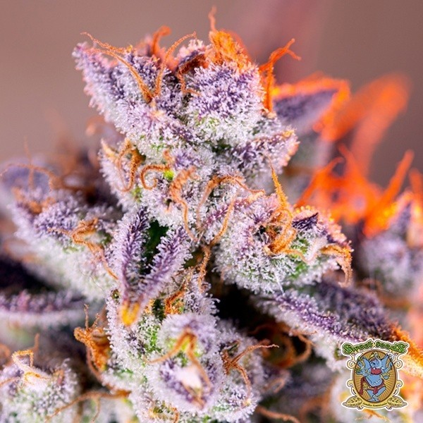 Tropicanna Poison XL Auto de Sweet Seeds en GB Lleida