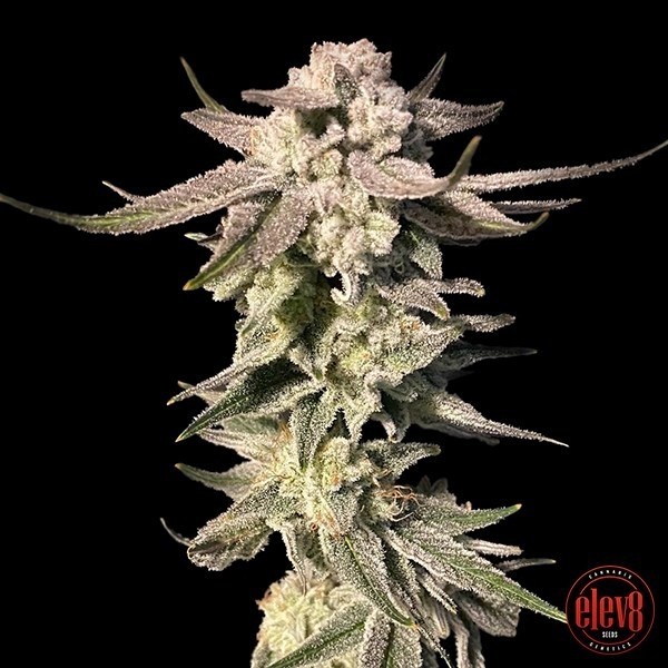 White Blizzard de  en GB Lleida