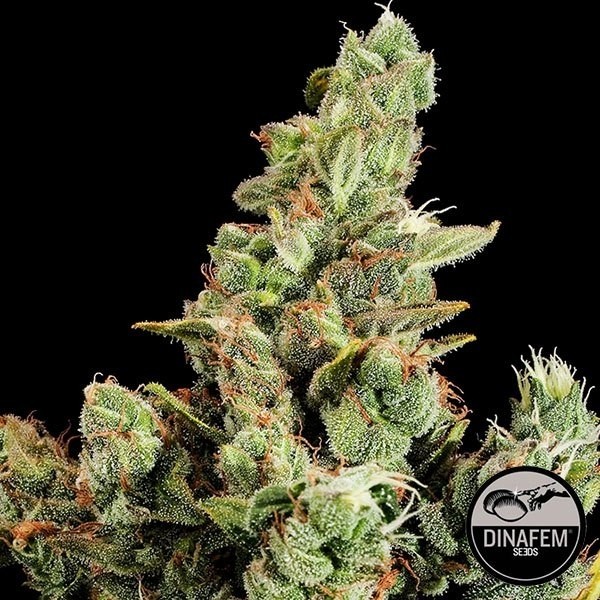 Cheese Silent Seeds de Silent Seeds en GB Lleida