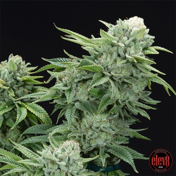 Gorilla Glue 4 S1 de  en GB Lleida