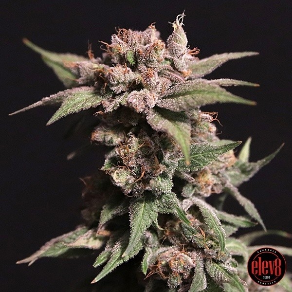 Strawberry Sugar de  en GB Lleida