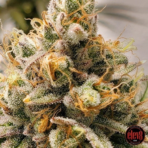 Frosty Melons de  en GB Lleida
