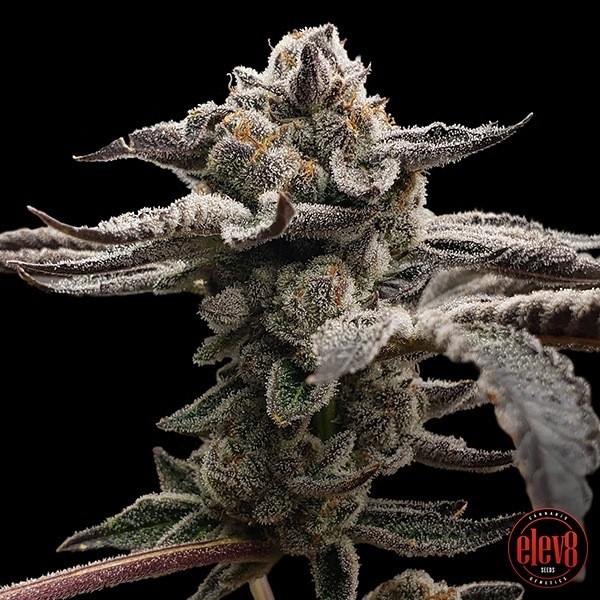 Tangie Candie · Semillas feminizadas GB Strains en GB Lleida (Lleida)