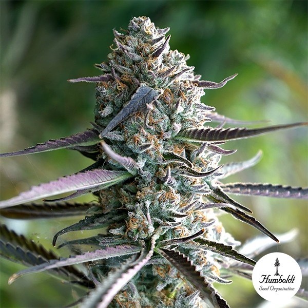 Runtz Fast Flowering de Humboldt Seeds en GB Lleida