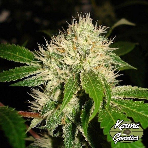 White OG S1 de  en GB Lleida
