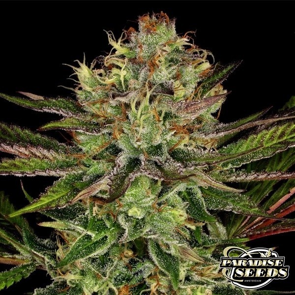 Chocolate Wafflez de Paradise Seeds en GB Lleida