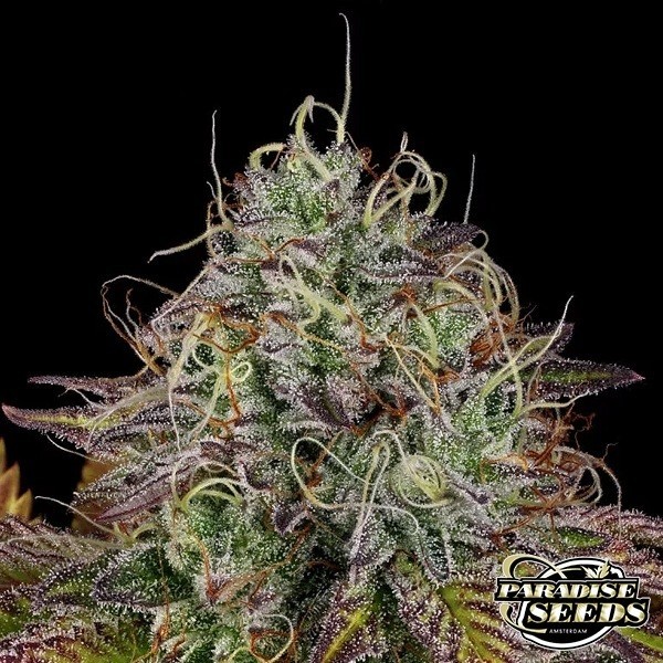 Apricot Candy de Paradise Seeds en GB Lleida