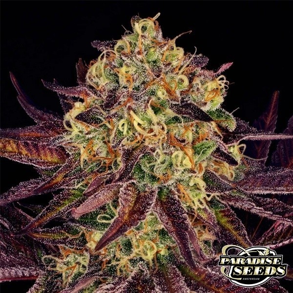 Tangerine Sorbet de Paradise Seeds en GB Lleida