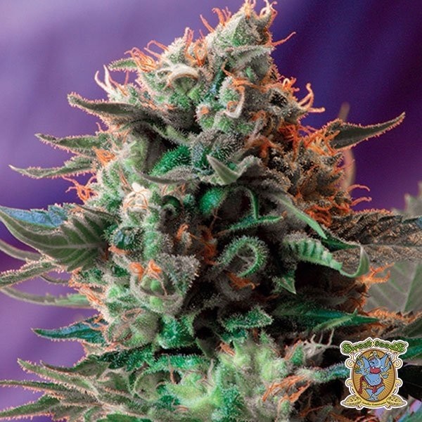 Jack 47 de Sweet Seeds en GB Lleida