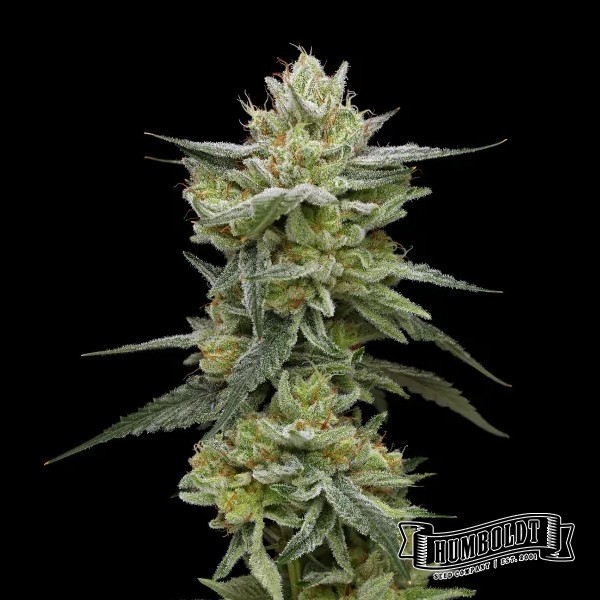 Hella Jelly de Humboldt Seeds en GB Lleida