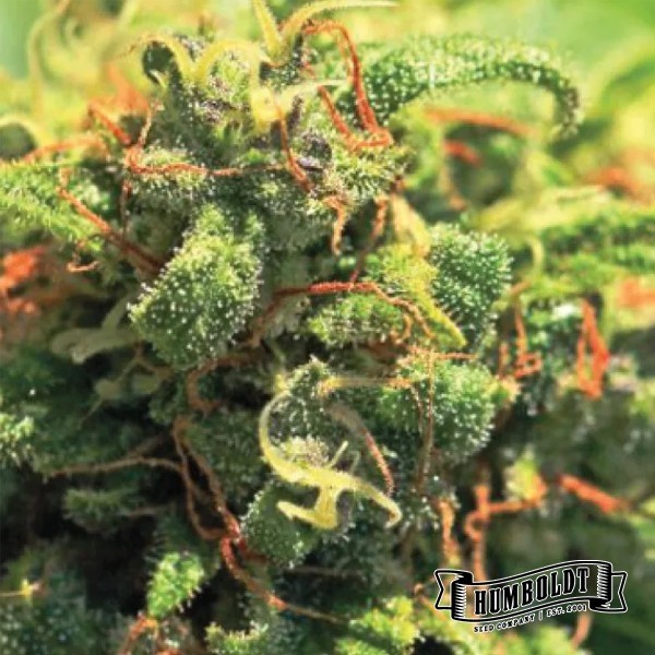 Pineapple Upside Down Cake de Humboldt Seeds en GB Lleida
