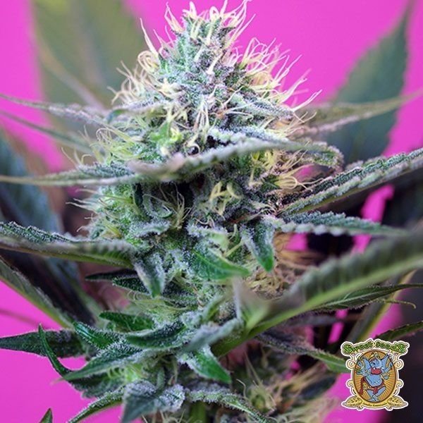 + Speed Auto de Sweet Seeds en GB Lleida
