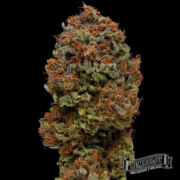 Blueberry Muffin de Humboldt Seeds en GB Lleida