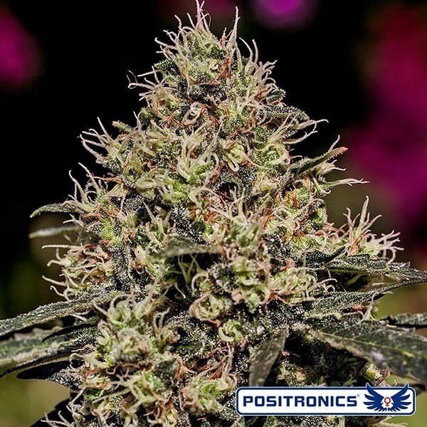 Critical 47 de Positronics en GB Lleida
