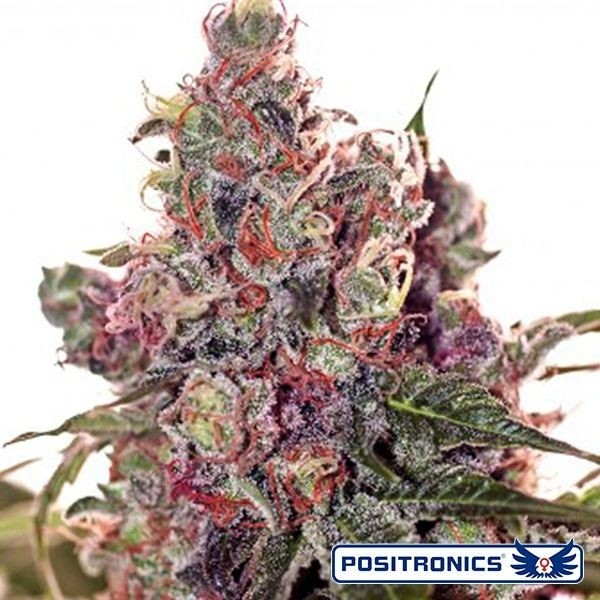 Grapefruit de Positronics en GB Lleida