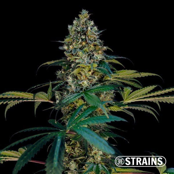 Miracle Alien Cookies Ultra Fast de GB Strains en GB Lleida