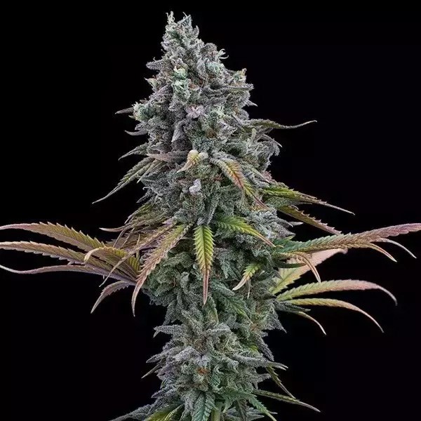 Space Queen XX de  en GB Lleida
