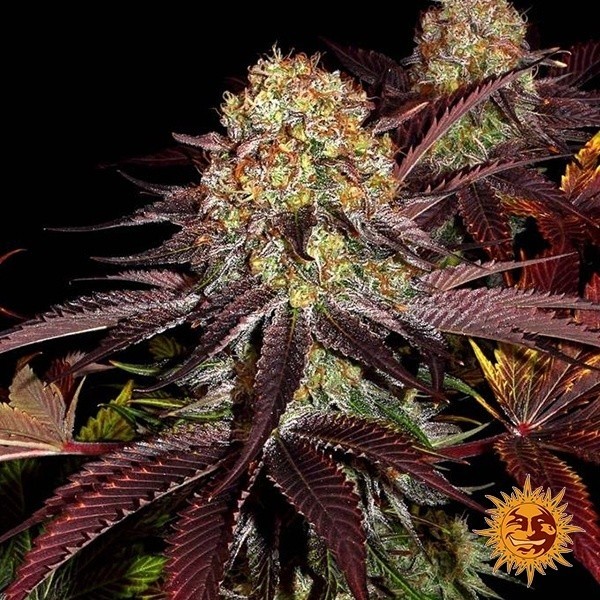 Runtz x Layer Cake de Barney's Farm en GB Lleida