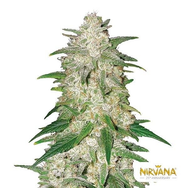 Gelato Auto Nirvana Seeds Auto de  en GB Lleida