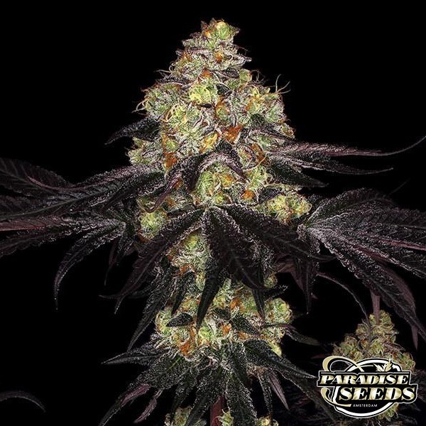 Sunset Paradise de Paradise Seeds en GB Lleida